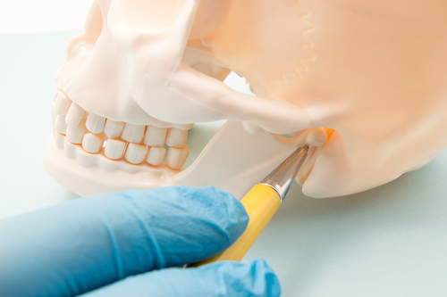 doctor indicating tmj location on skull